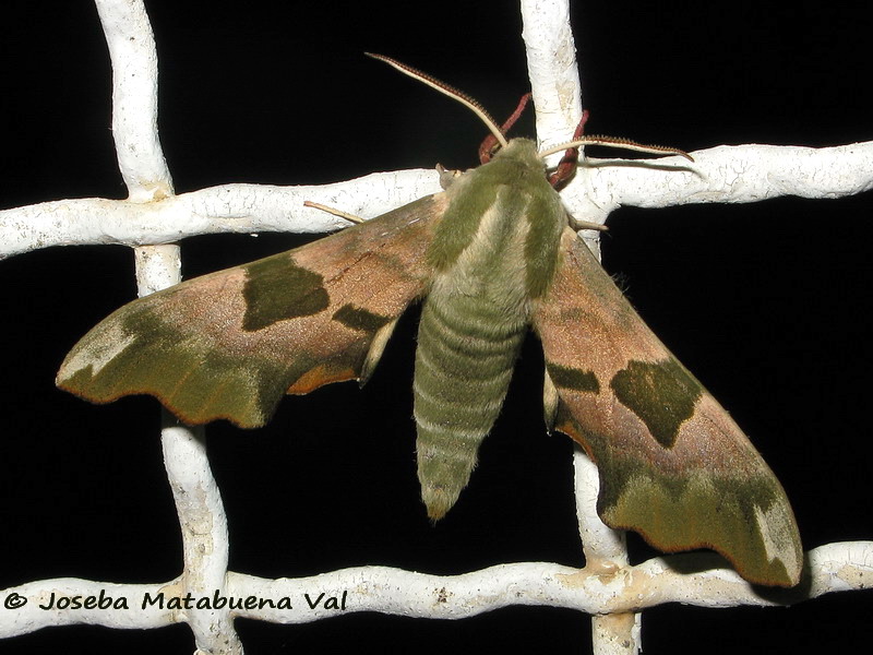 Mimas tiliae - Sphingidae